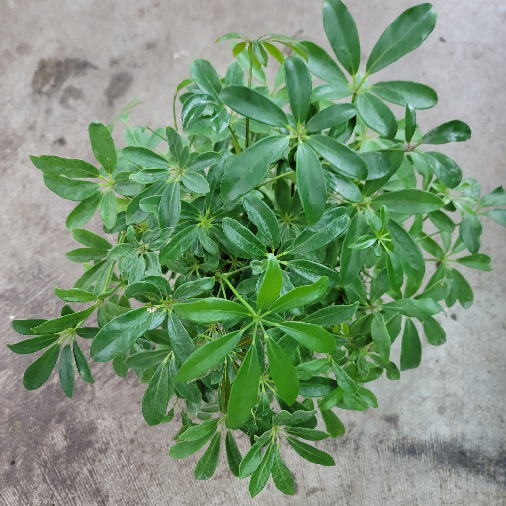 RESCUE PLANTS - Schefflera Arboricola - Bush 6" (rescue)