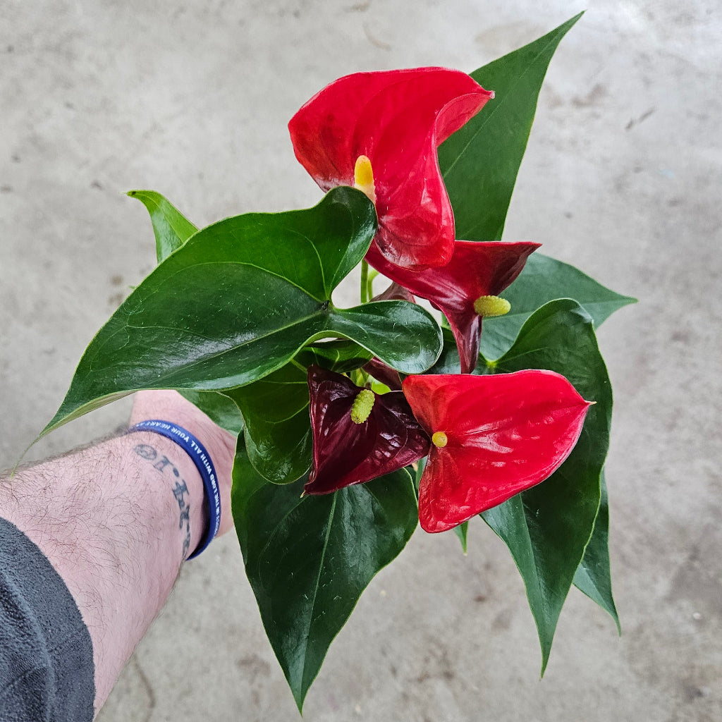 Anthurium andreanum - red - 4"