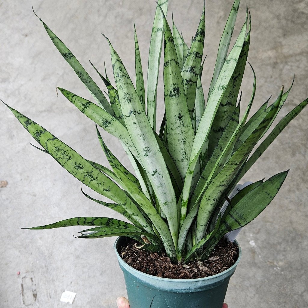 Sansevieria hahnii 'Silver Streak' - 8"