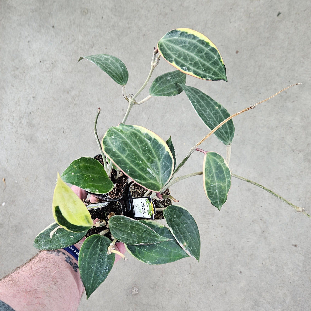 Hoya macrophylla albo marginata - 2"