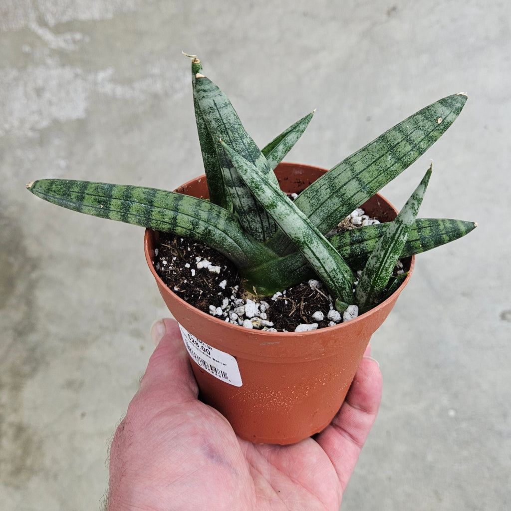 Sansevieria cylindrica 'Boncel' - 6"