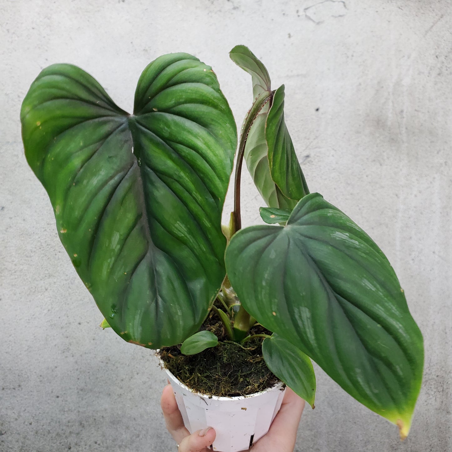 Philodendron plowmanii - 4"