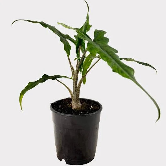 Alocasia 'Sabrina' - 2"