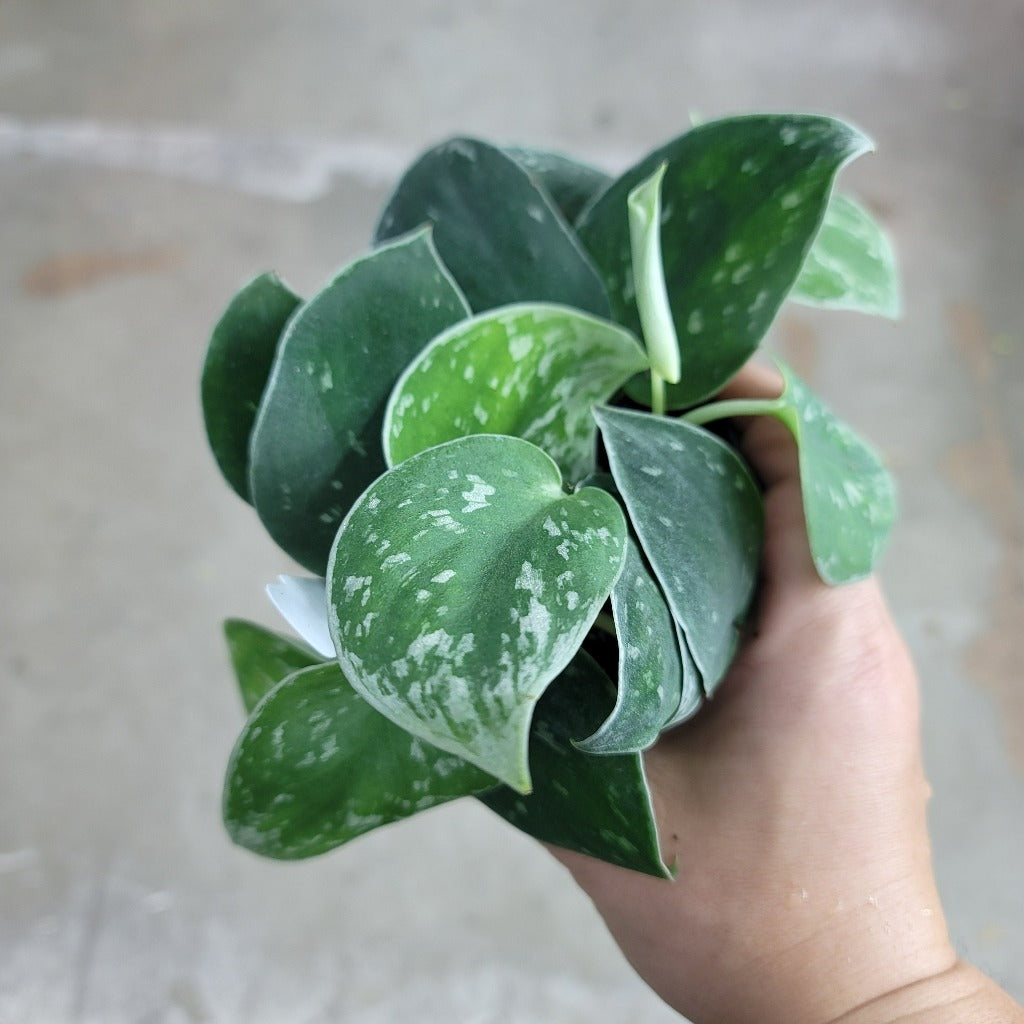 SCINDAPSUS - Scindapsus Pictus 'Silvery Ann' - 4"