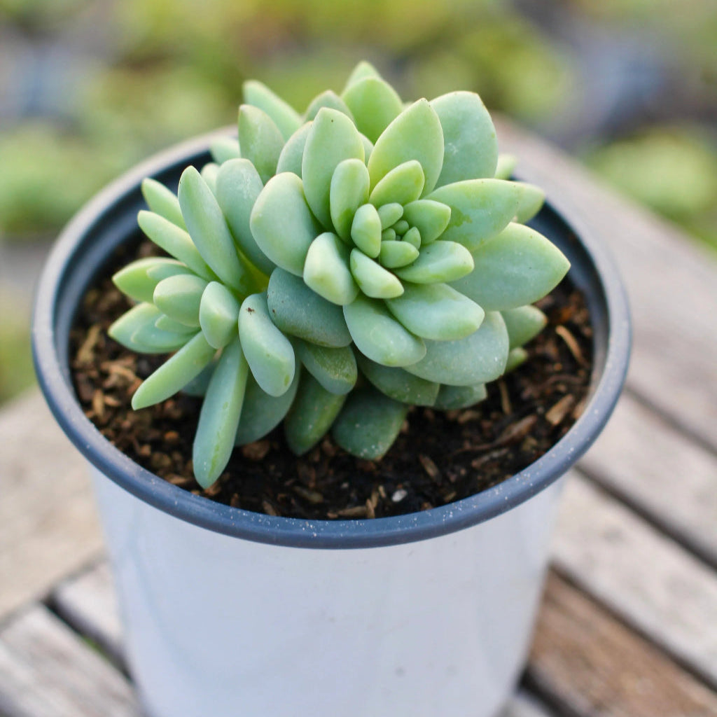 Sedum 'Blue Brazil' - 4"