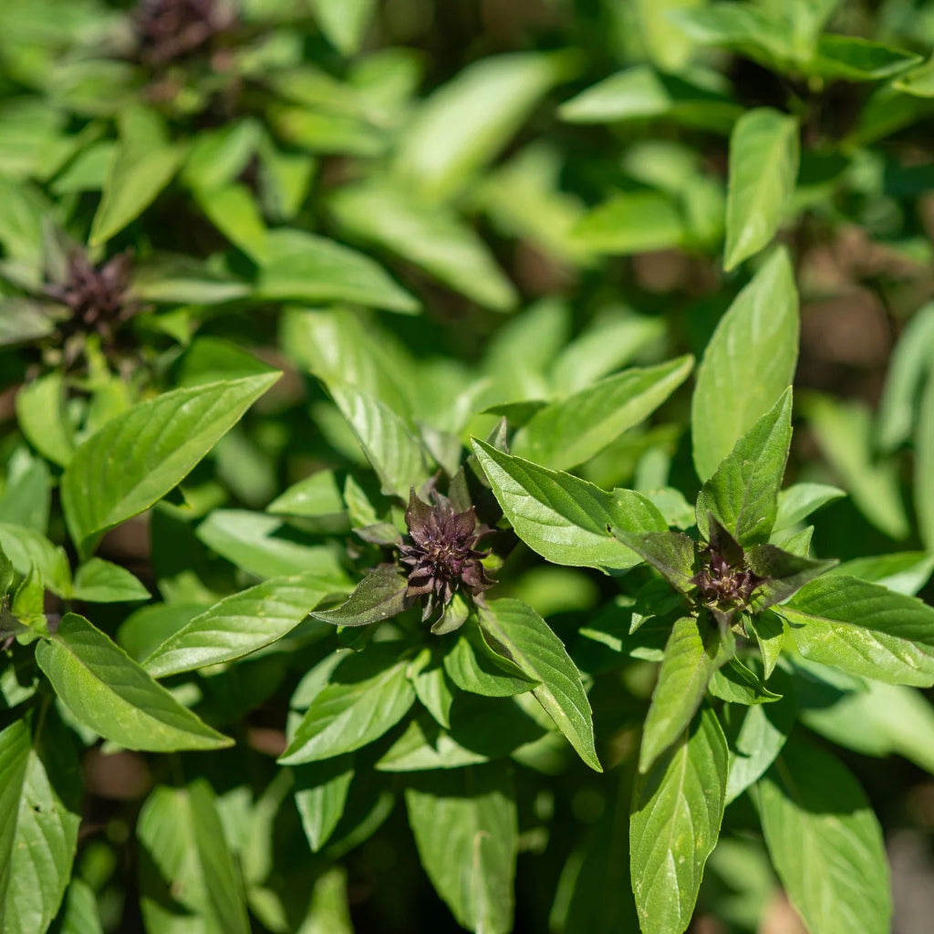 Herb -Basil Siam Queen - 3.5"
