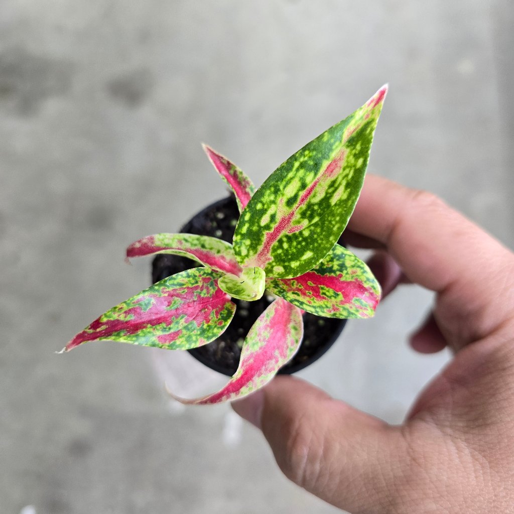 SMALL PLANTS - Aglaonema 'fireworks' - 2"