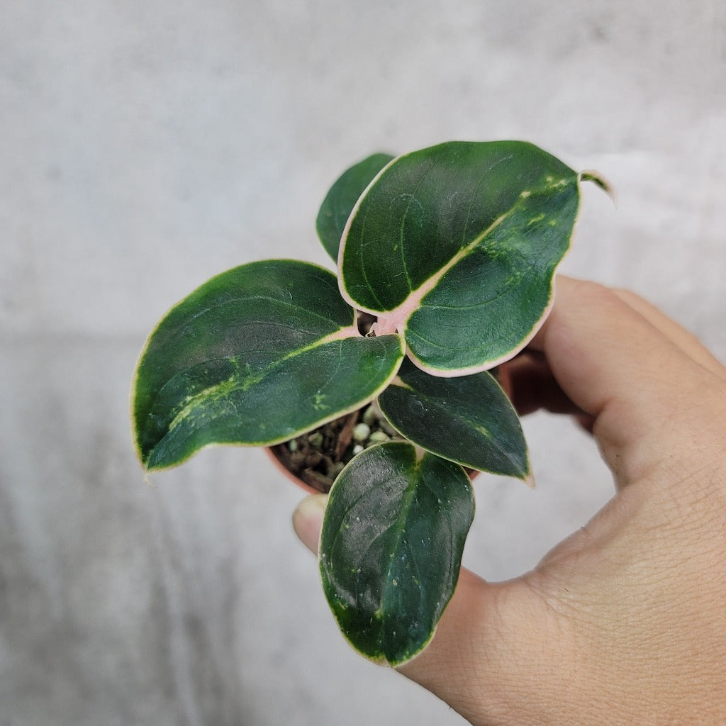 SMALL PLANTS - Aglaonema Khanza - 2"