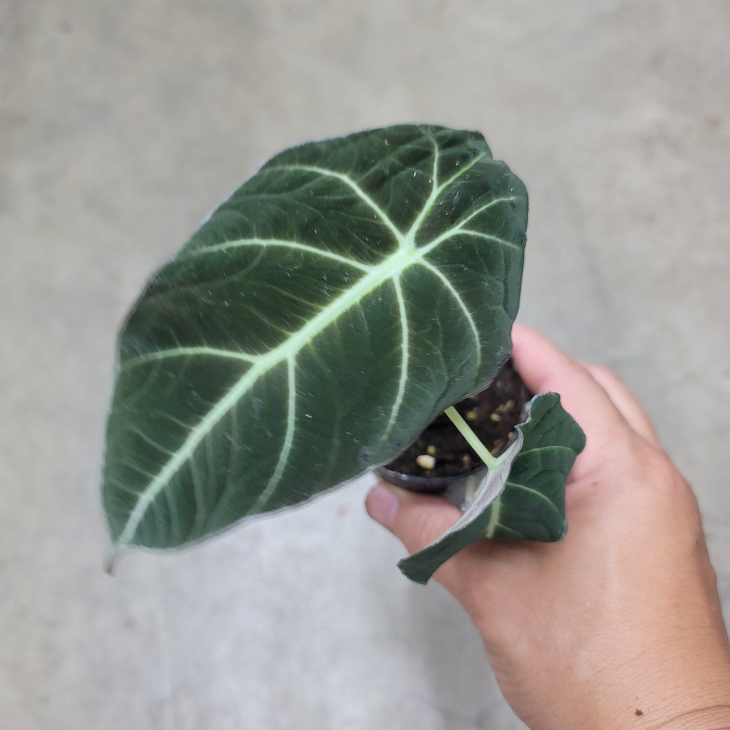 SMALL PLANTS - ALOCASIA BLACK VELVET - 2"