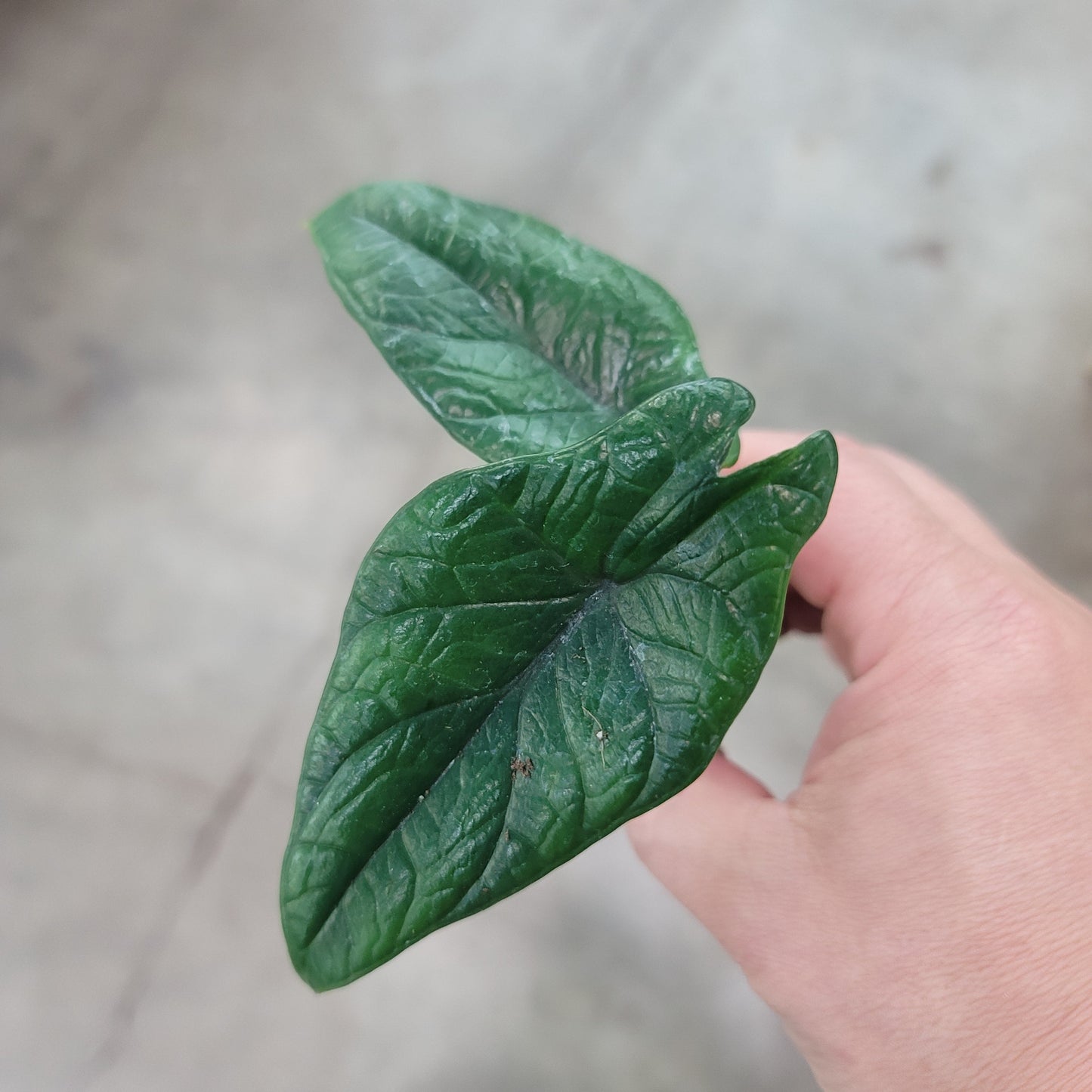 SMALL PLANTS - Alocasia Scalprum - 2"