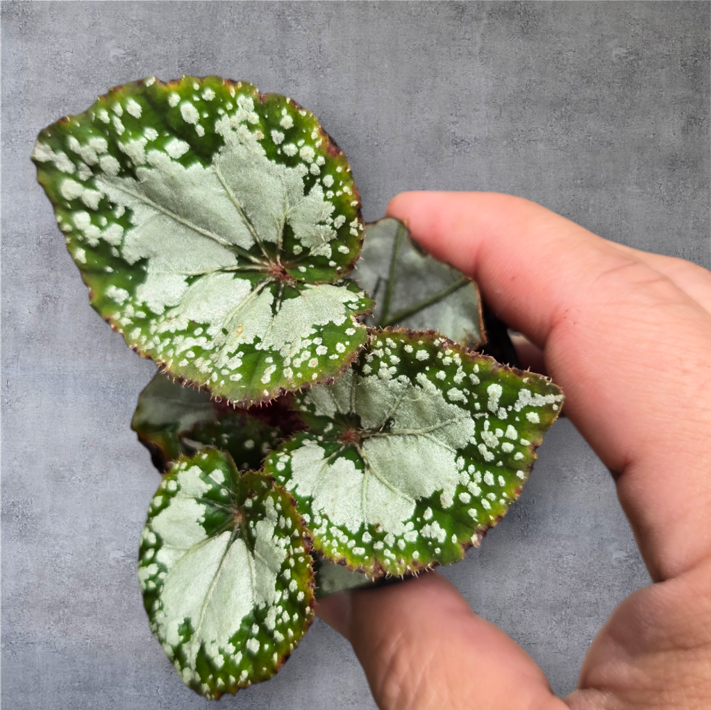 SMALL PLANTS - Begonia Rex - Asst (2")