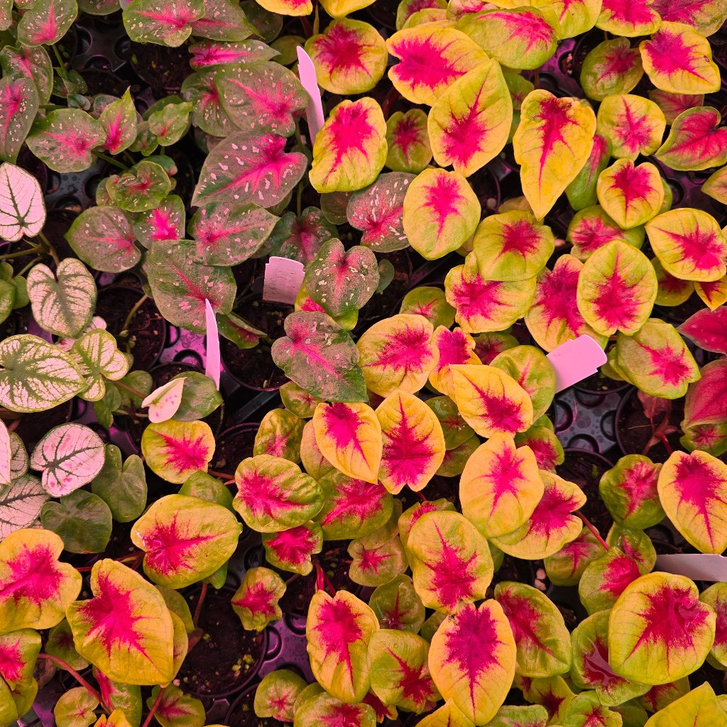 SMALL PLANTS - Caladium Assorted - 2"