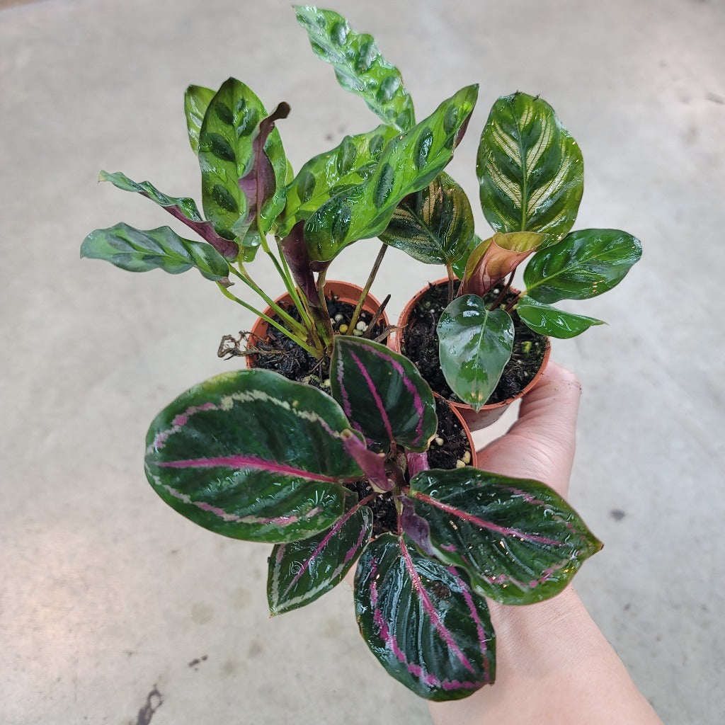 SMALL PLANTS - Calathea Assorted - 2"