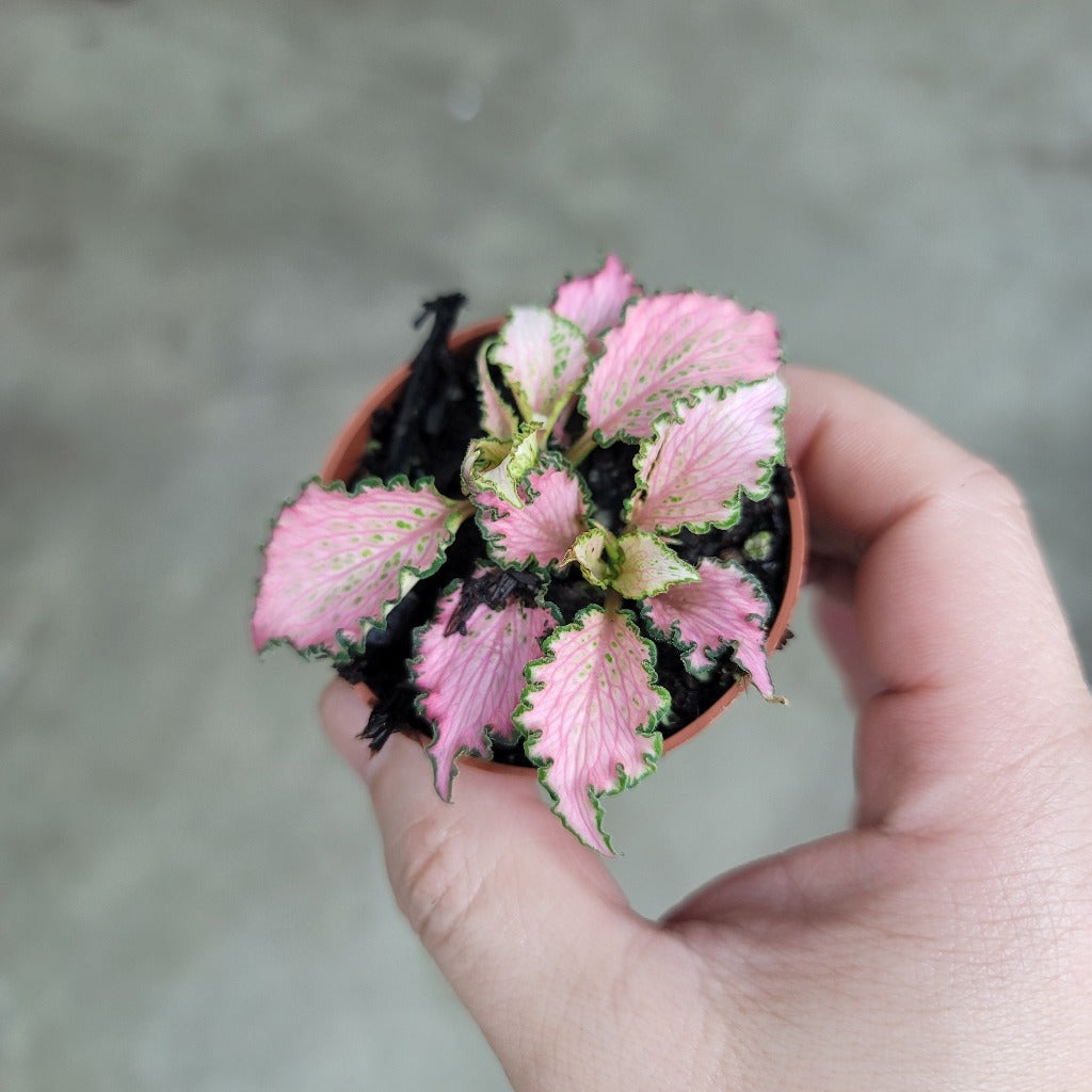 SMALL PLANTS - Fittonia Albivenis 'Pink Forest Flame' - 2"