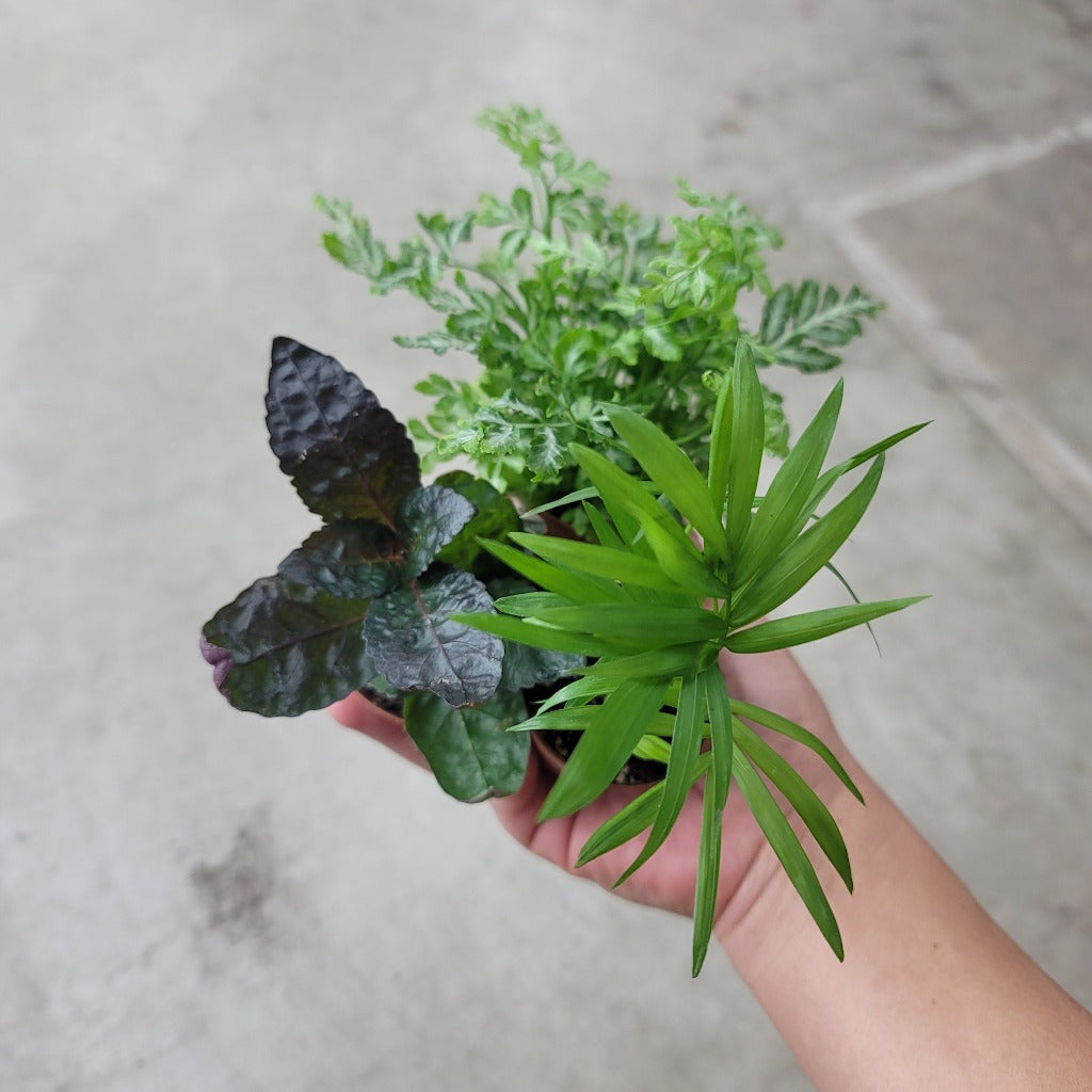 SMALL PLANTS - Foliage Assorted - 2"