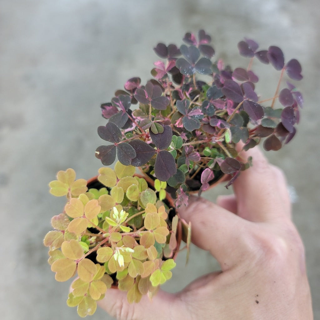 SMALL PLANTS - Oxalis Assorted - 2"