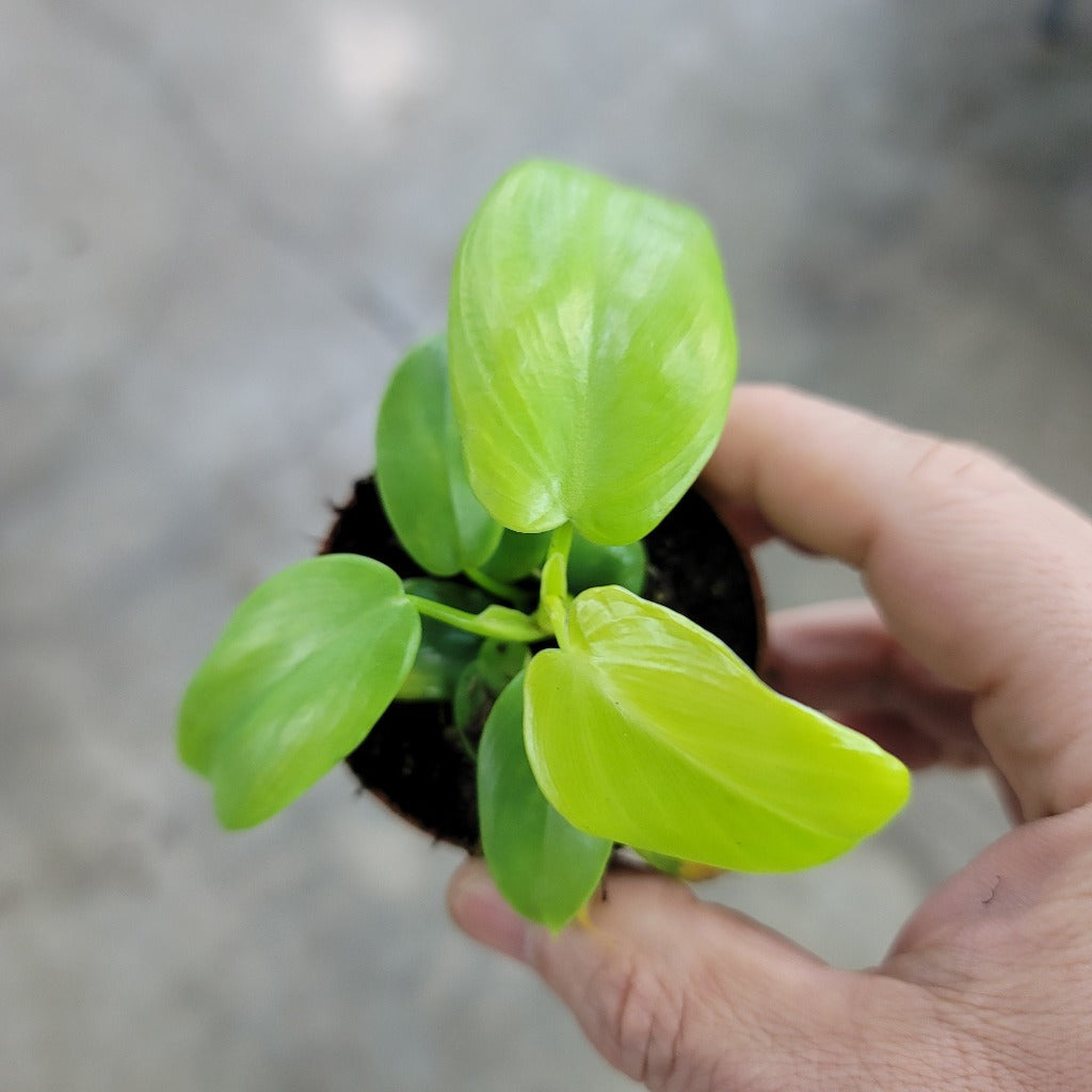 Philodendron bipennifolium aurea - 2