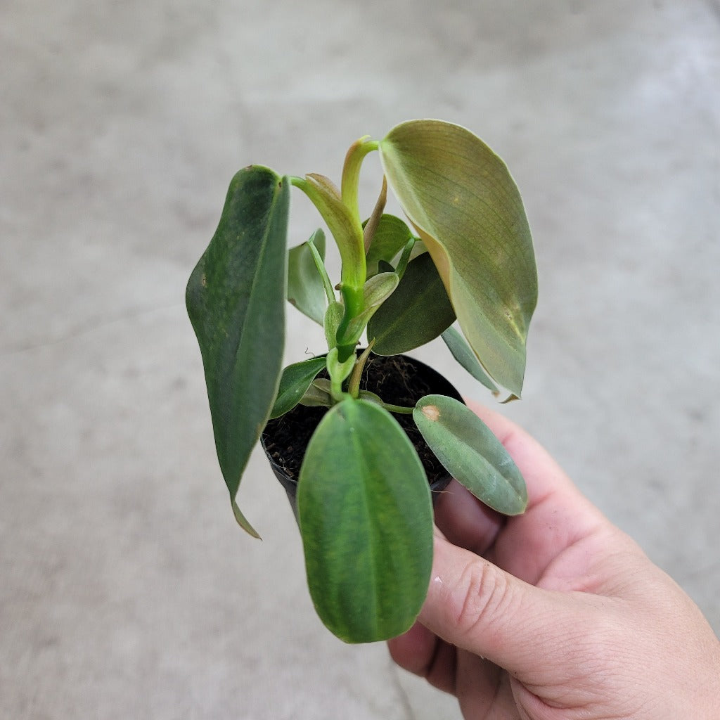 Philodendron gigas - 2