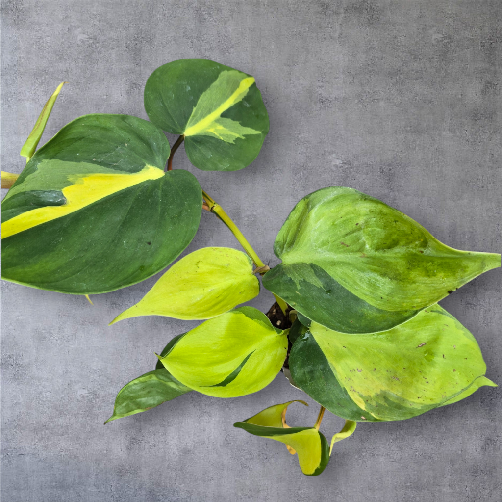 SMALL PLANTS - Philodendron Hederaceum 'Brasil' - 2"