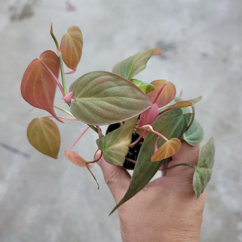 SMALL PLANTS - Philodendron Micans - 2"