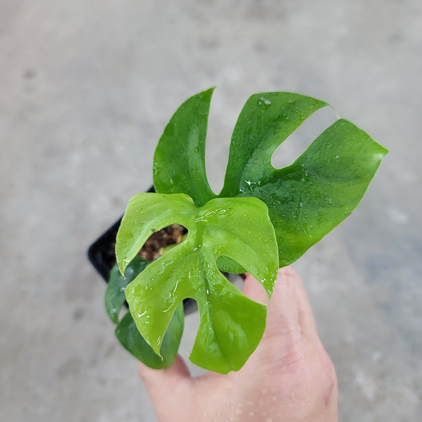 SMALL PLANTS - Rhaphidophora Tetrasperma - 2"