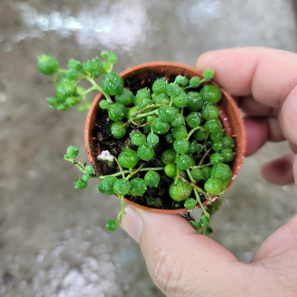 SMALL PLANTS - String Of Pearls - 2"