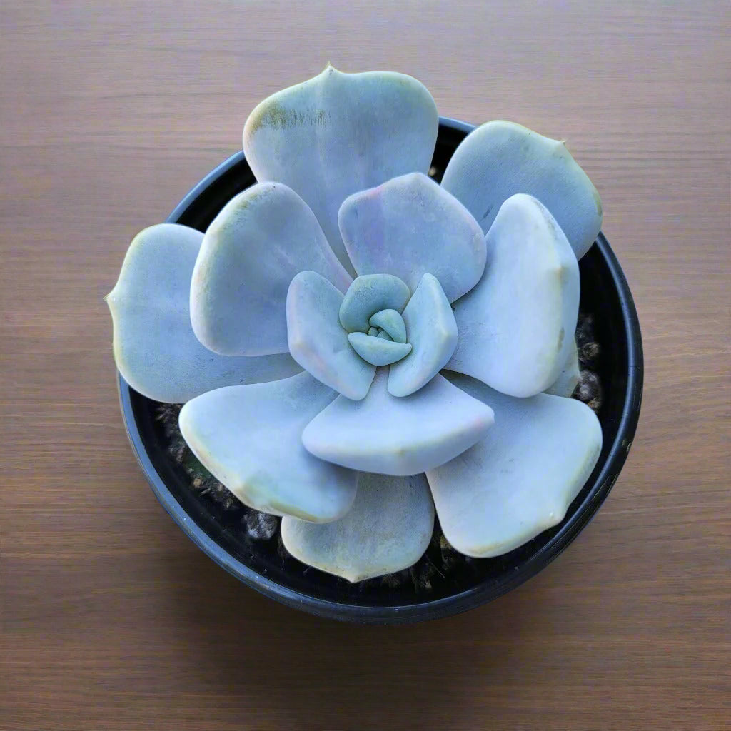 SUCCULENTS & CACTUS - ECHEVERIA - 4"