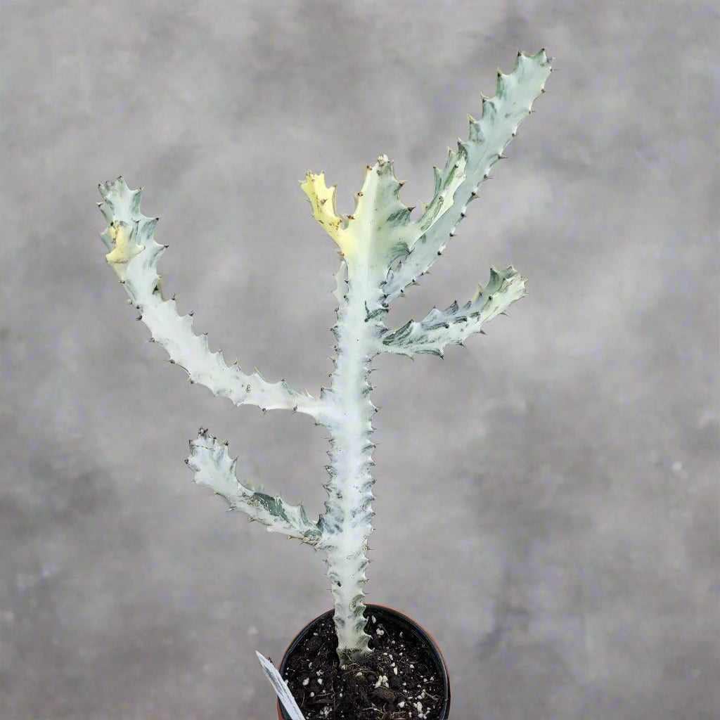 SUCCULENTS & CACTUS - Euphorbia Lactea 'White Ghost' - 4"