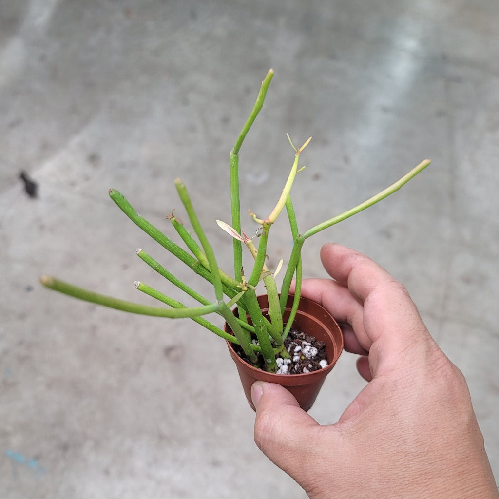 SUCCULENTS & CACTUS - EUPHORBIA TIRUCALLLI - 2"