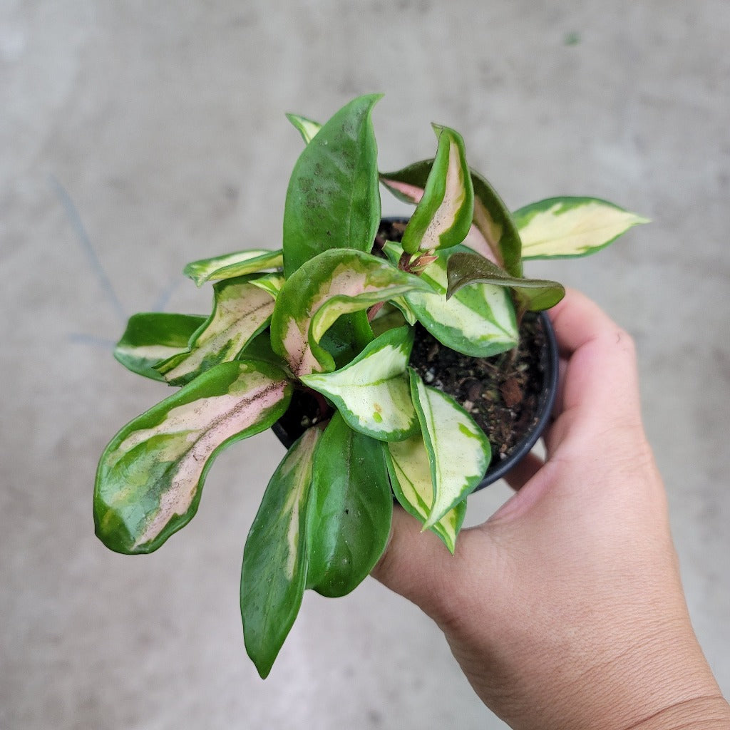 SUCCULENTS & CACTUS - Hoya Carnosa 'Tricolor' - 4"