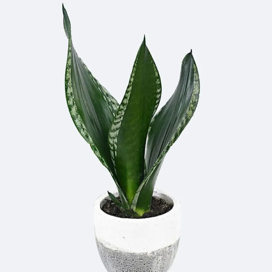 SUCCULENTS & CACTUS - Sansevieria 'Silver Flame' - 6"