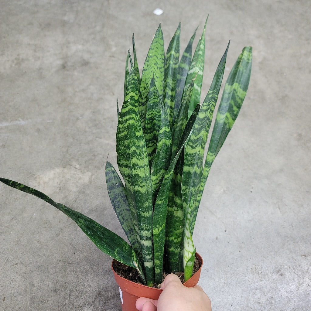 SUCCULENTS & CACTUS - Sansevieria Trifasciata 'Black Coral' - 6"