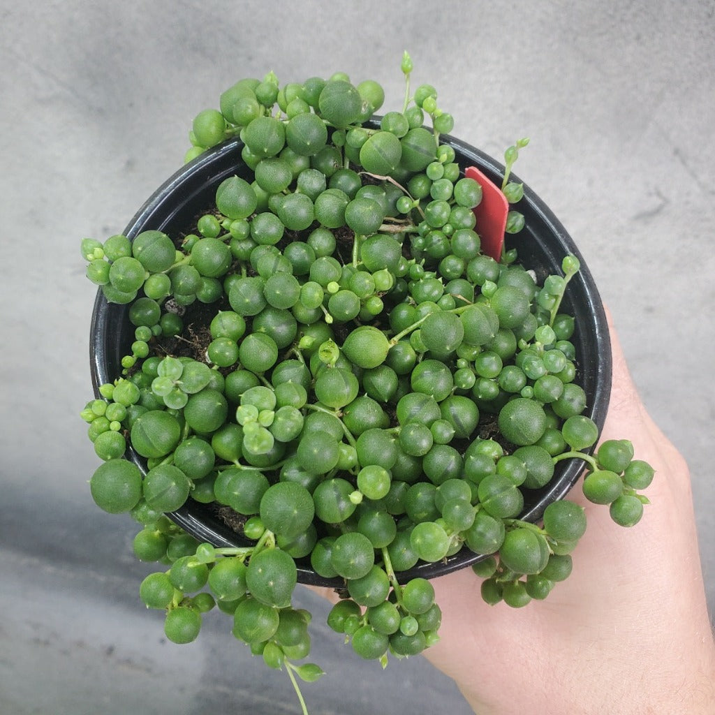 SUCCULENTS & CACTUS - STRING OF PEARLS SUCCULENT- 4"