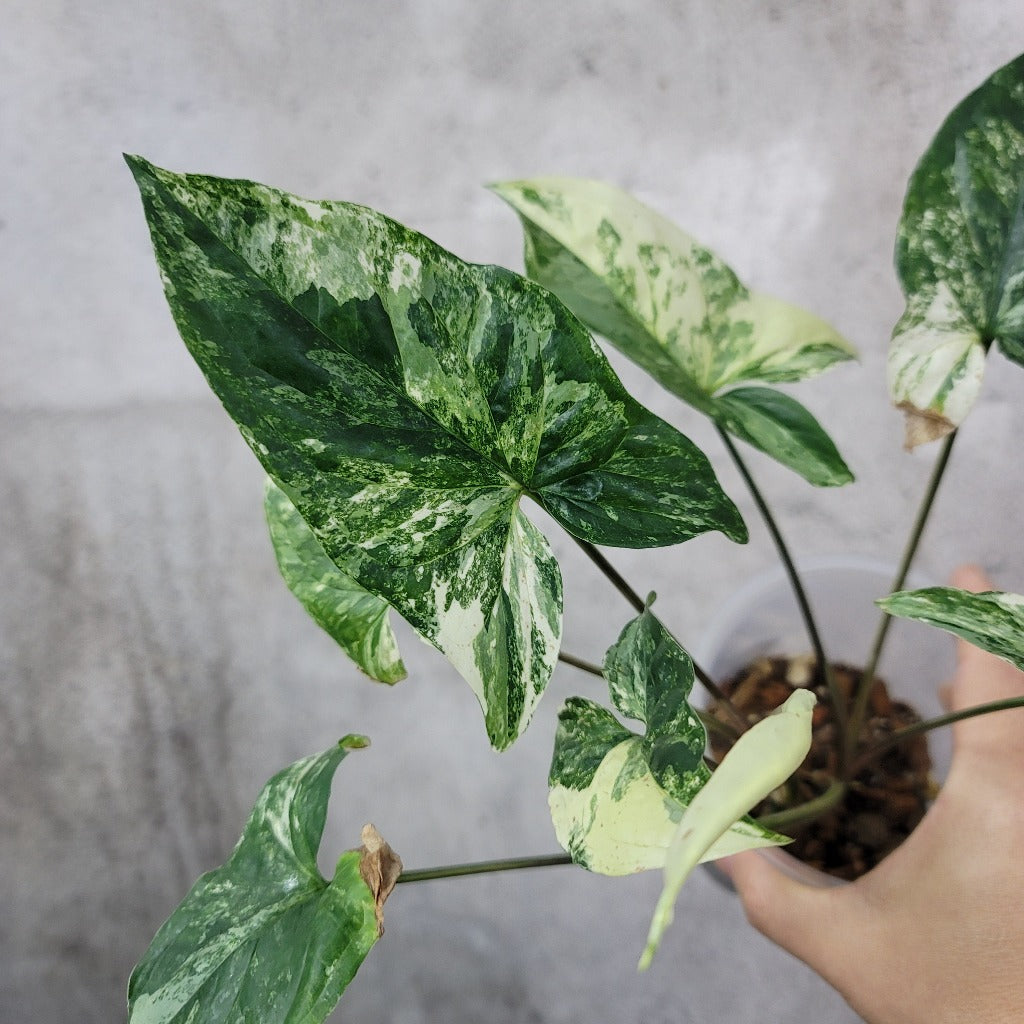SYNGONIUM - SYNGONIUM PODOPHYLLUM ALBO - 4" -