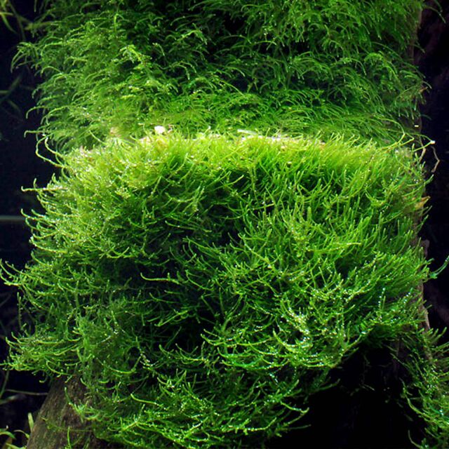 Java Moss - small cup
