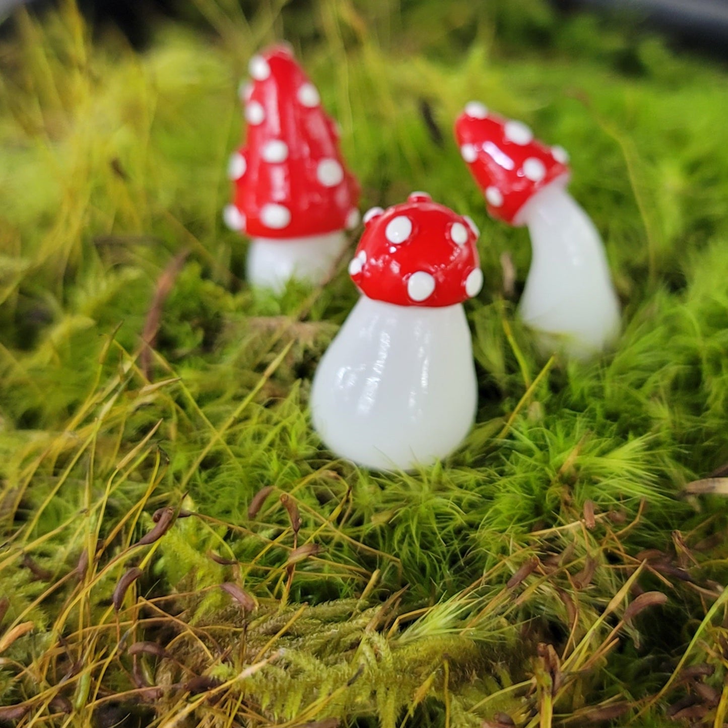 TERRARIUM - GLOW MUSHROOM