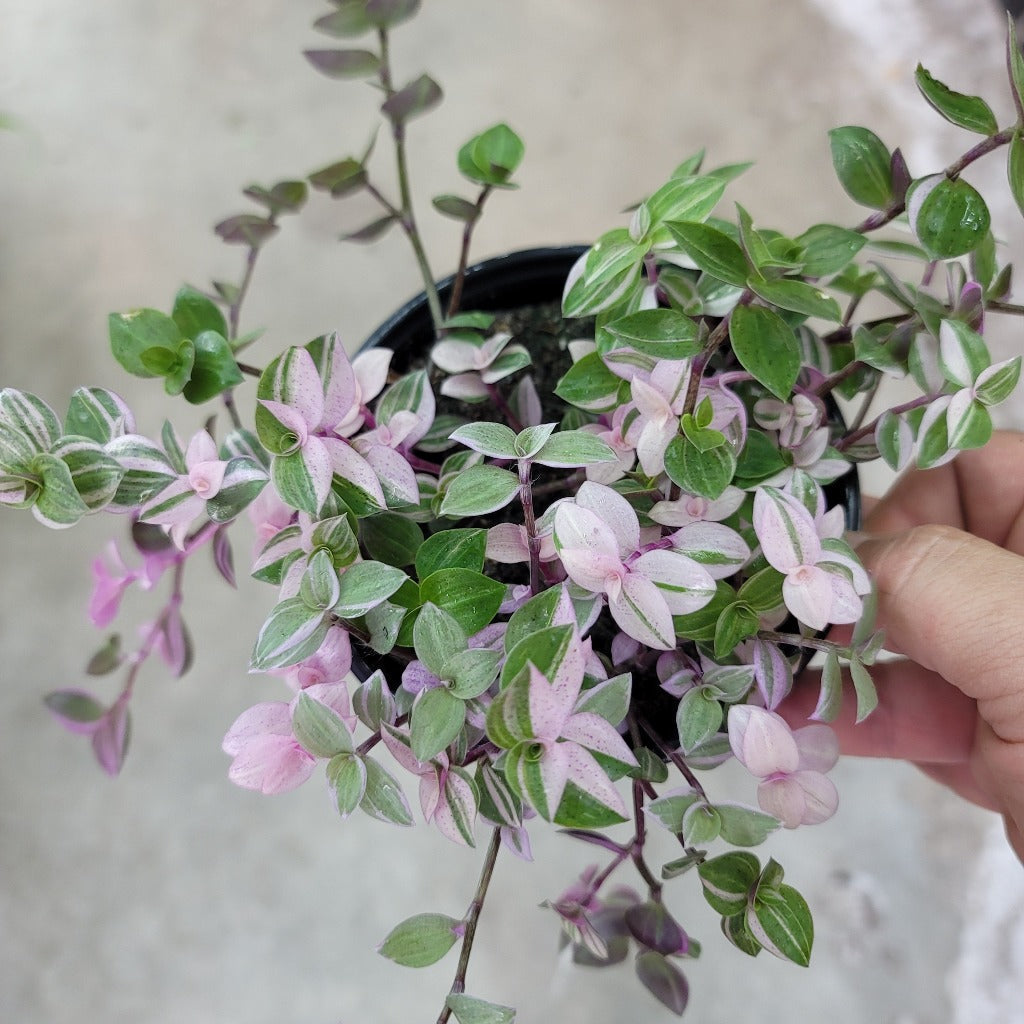 TRAILING PLANTS - Callisia Pink Lady - 4"