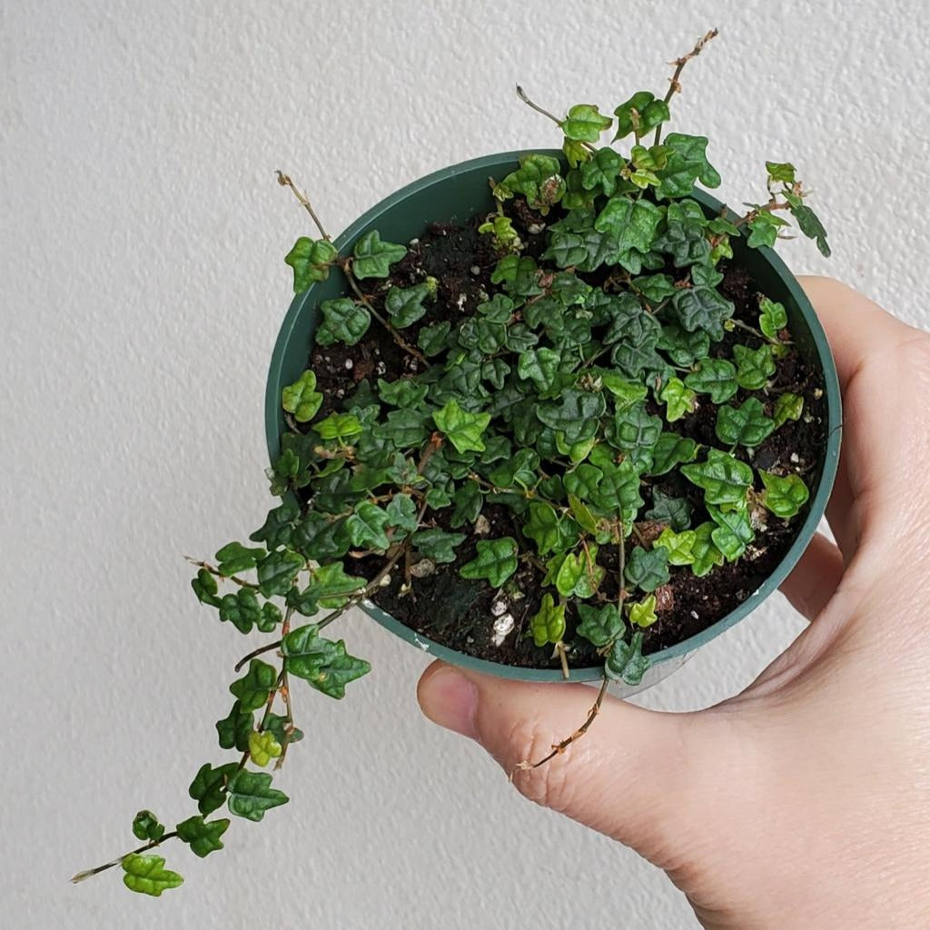 TRAILING PLANTS - FICUS PUMILA VAR QUERCIFOLIA - 4"