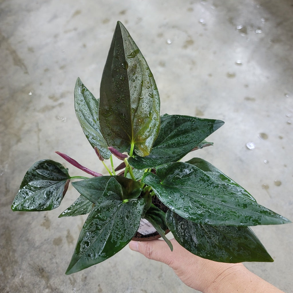 TRAILING PLANTS - Syngonium Erythrophyllum - 4"