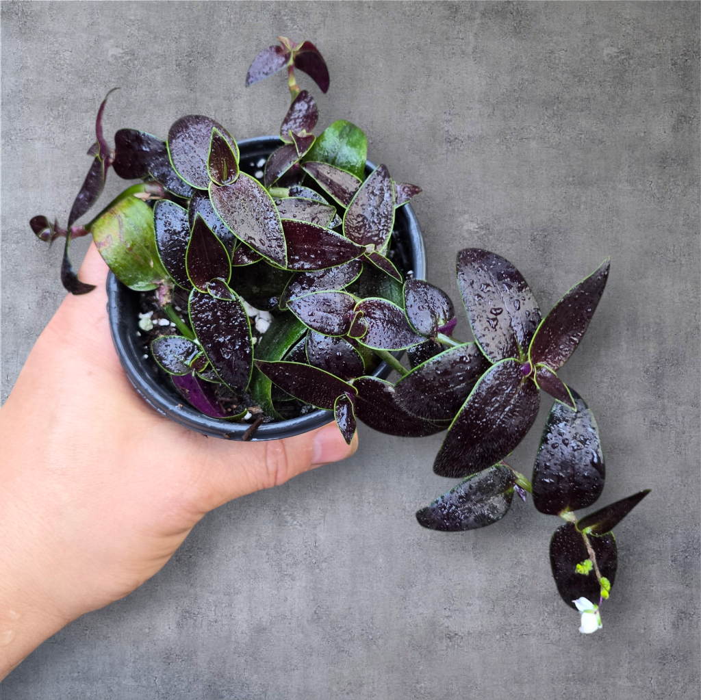 TRAILING PLANTS - Tradescantia 'Jose Puig' - 4"