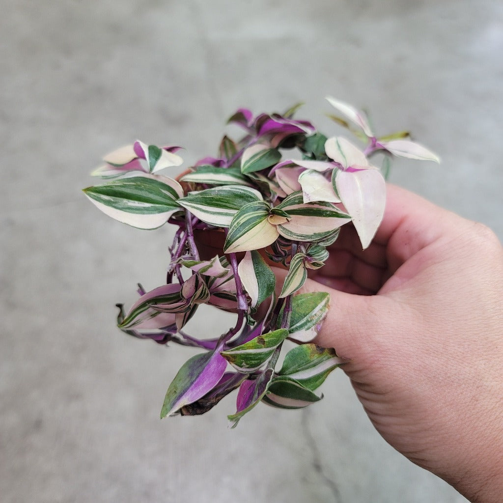 TRAILING PLANTS - Tradescantia Pink Princess - 2"