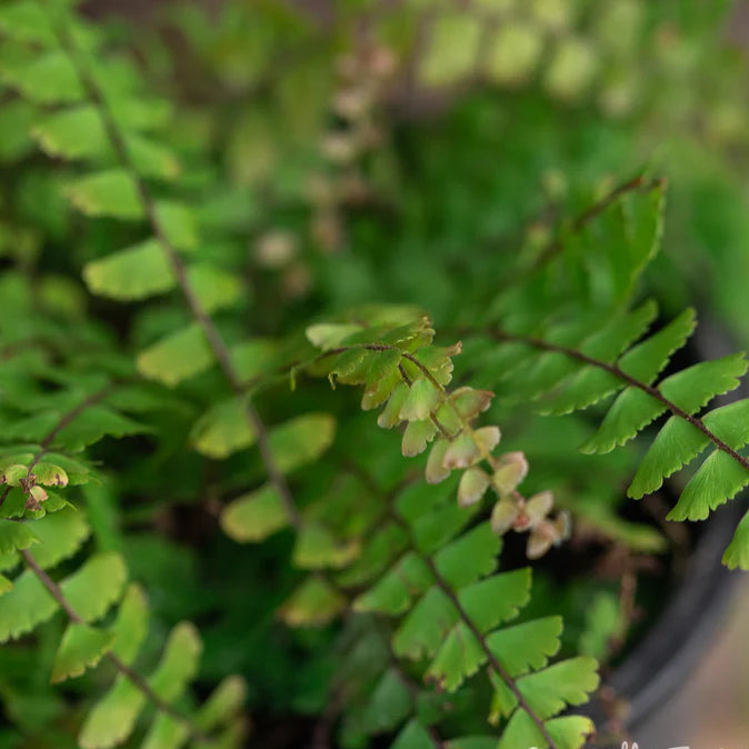 Adiantum caudatum - 4"