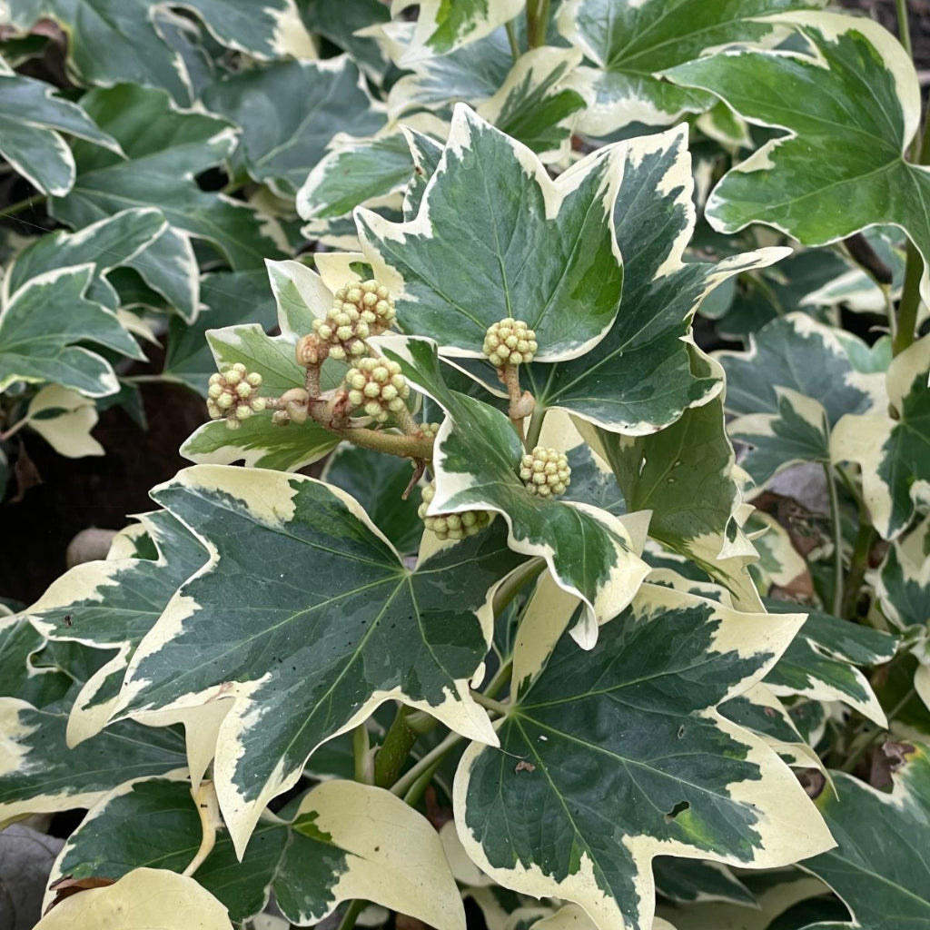 xFatshedera lizei 'Variegata' - 4"