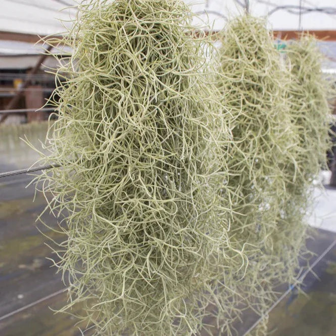 AIRPLANTS - USNEOIDES SILVER SAGE - SMALL