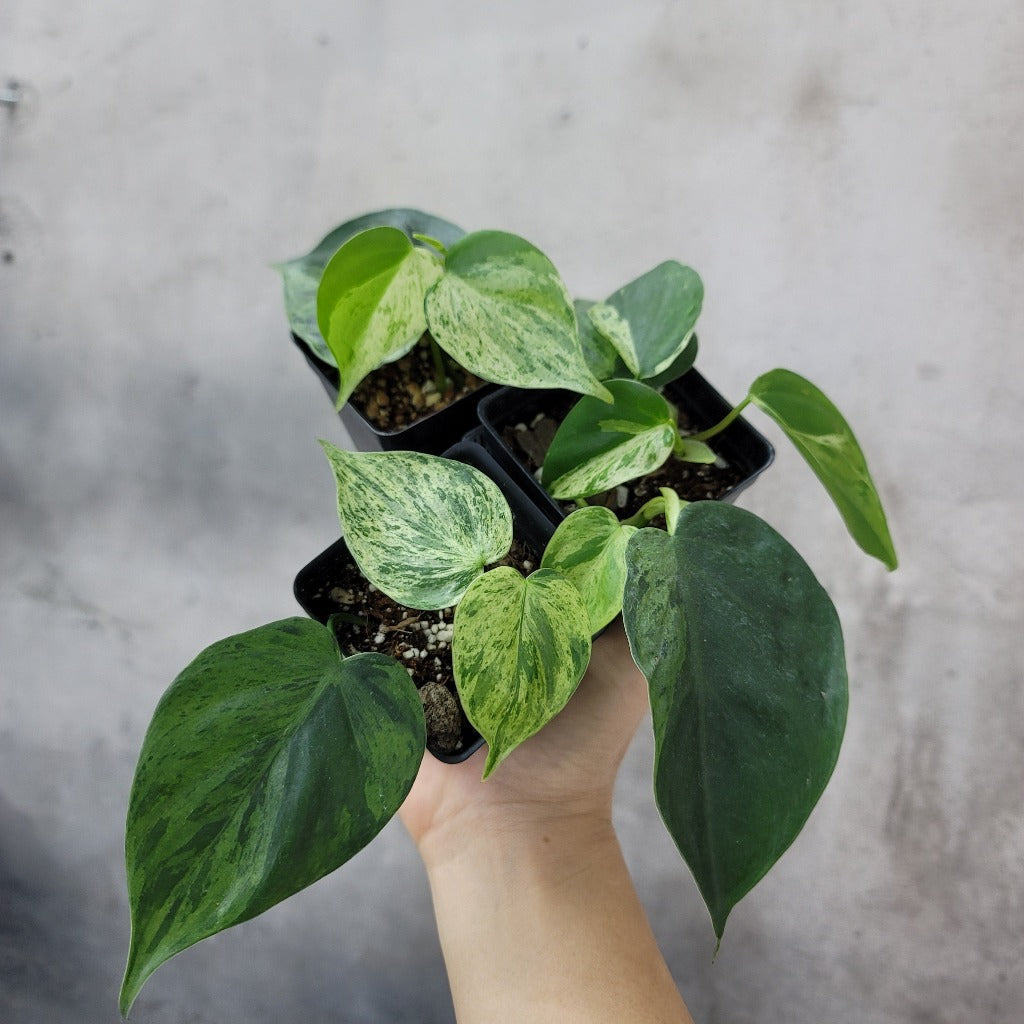 PHILODENDRON HEDERACEUM VARIEGATED - 2.5