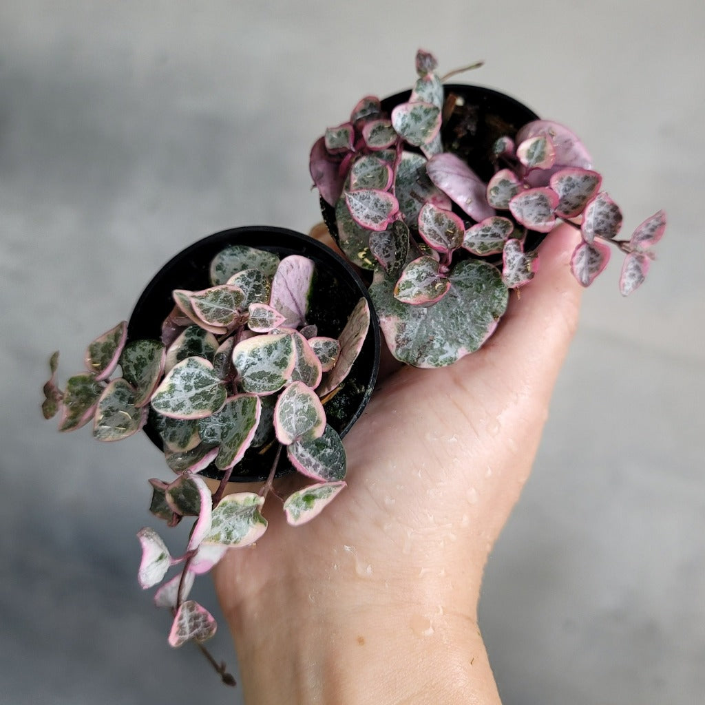 String of Hearts variegated - 2