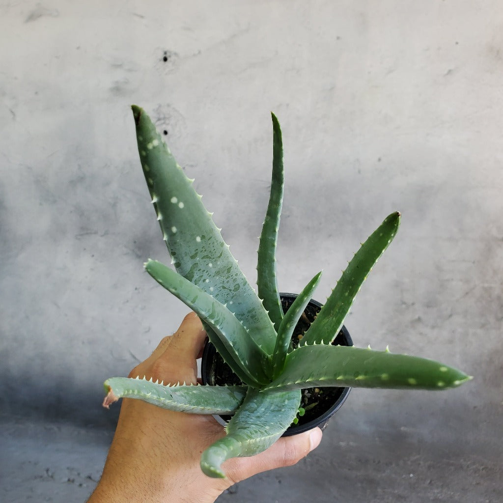 Aloe vera - 4