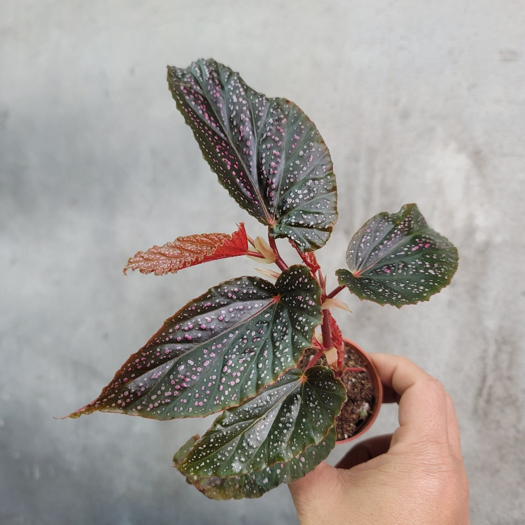 HOUSEPLANTS - BEGONIA MACULATA PINK SPOT - 2"