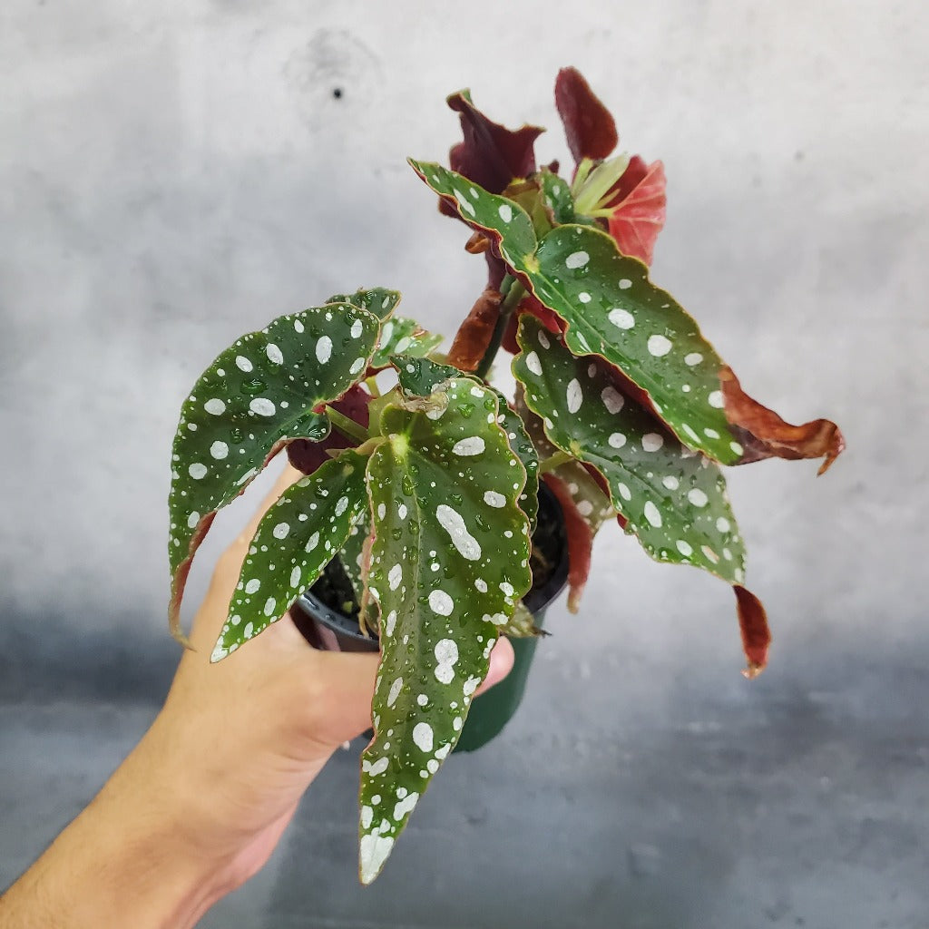 HOUSEPLANTS - BEGONIA MACULATA WIGHTII - 4"
