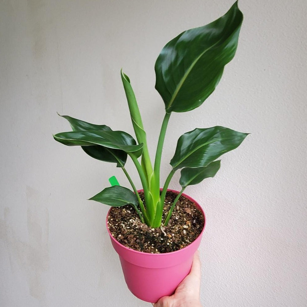 HOUSEPLANTS - BIRD OF PARADISE - 6"